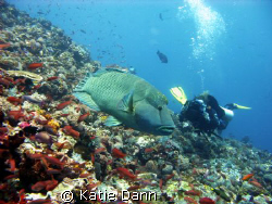 Diver filming a napolean wrasse. Taken with Canon G9 by Katie Dann 
